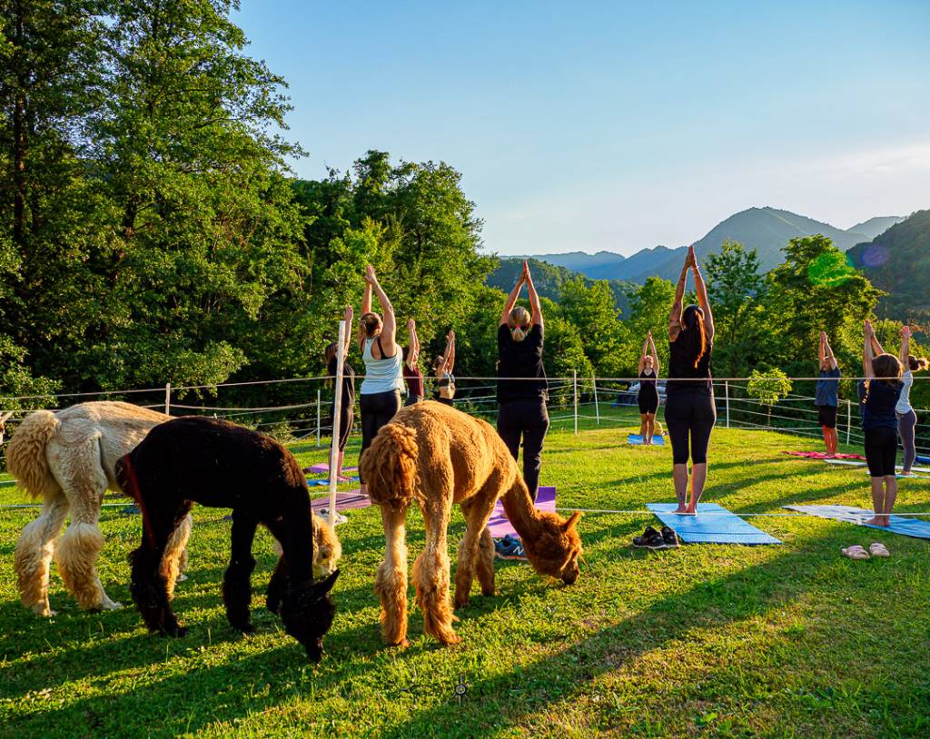 GLI ALPACA DEL DOSS A CASTO