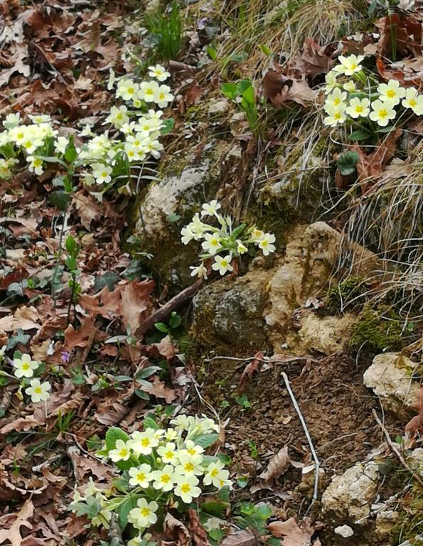 OFFERTA DAL 27 GENNAIO AL 9 FEBBRAIO  